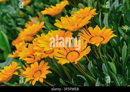 Blühende Gazanienblüten mit lebhaften orangefarbenen Blütenblättern im natürlichen Sonnenlicht Stockfoto