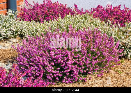 Erica-Blüten (Heide) in vielfarbiger Sorte im Garten. Stockfoto
