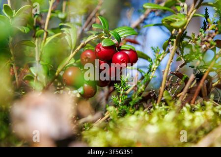 Nahaufnahme von reifen roten Preiselbeeren, die auf einem immergrünen Strauch zwischen Moos und Waldvegetation nahe Vilniemi in Hamina, Finnland, wachsen. Stockfoto