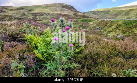Schottischer Distel, der auf einem Hochlandhügel wächst, die ikonische Nationalblume steht stolz in einer dramatischen Berglandschaft Stockfoto