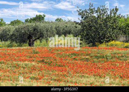 Lebendige rote Mohnblumen bedecken eine sonnenbeschienene Wiese vor Olivenbäumen nahe Noto, Sizilien, Italien Stockfoto