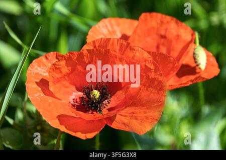 Eine leuchtend rote Mohnblume blüht im Sonnenlicht und zeigt ihren dunklen Mittelpunkt und zarten Blütenblätter nahe Noto, Sizilien, Italien Stockfoto