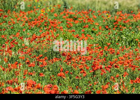 Lebendige rote Mohnblumen blühen in einem üppigen grünen Feld unter der strahlenden Sonne, Frühling, nahe Noto, Sizilien, Italien Stockfoto