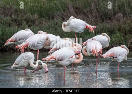 Schwarm ruhender Großflamingos im flachen Wasser, Riserva Naturale Orientata Oasi Faunistica di Vendicari, Sizilien, Italien Stockfoto