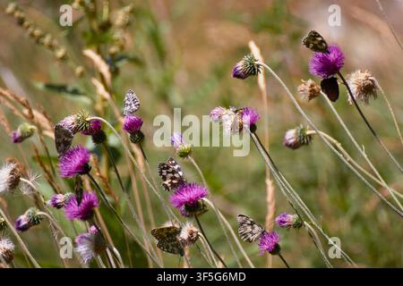 Verschiedene Schmetterlinge auf farbigen Blüten Stockfoto