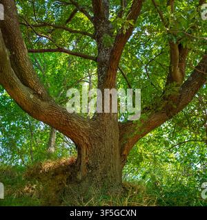 Eine niedrig gehaltene Aufnahme eines majestätischen, alten Eichenbaums mit dicken Ästen und lebhaft grünem Laub während des Sommers im toskanisch-emilianischen Apenninwald, ich Stockfoto