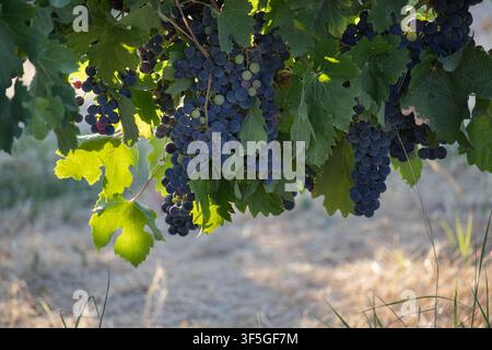 Nahaufnahme von reifen dunkelvioletten Rotweintrauben, die an Weinreben hängen, umgeben von üppigem grünen Blättern in einem sonnigen Weinberg vor der Ernte Stockfoto