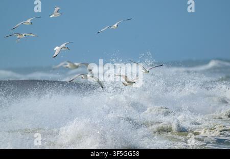 22. Juli 2026, Dänemark, Agger: Mehrere Möwen (Laridae) fliegen tief über den aufgewühlten Wellen der stürmischen Nordsee vor der Westküste Dänemarks. Diese Küstenvögel, die sich an raue Wetterbedingungen angepasst haben, nutzen geschickt das aufgewühlte Wasser, um nach kleinen Tieren und Fischen zu suchen, die an die Oberfläche gespült werden. Inmitten des weißen, sprühenden Schaumens manövrieren die Vögel elegant durch die starken Winde und zeigen ihre bemerkenswerten Flugkünste unter schwierigen Bedingungen. Foto: Patrick Pleul/dpa Stockfoto