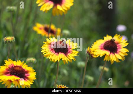 Gelbe und rote Echinacea-Kugelkopfblumen in Blüte mit Bienen, die sie bestäuben, aus der Nähe betrachtet Stockfoto