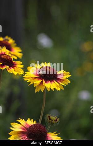 Gelbe und rote Echinacea-Kugelkopfblumen in Blüte mit Bienen, die sie bestäuben, aus der Nähe betrachtet Stockfoto