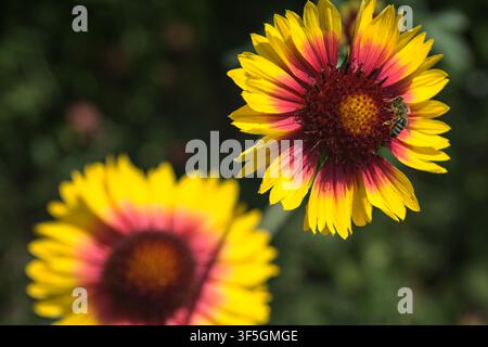 Gelbe und rote Echinacea-Kugelkopfblumen in Blüte mit Bienen, die sie bestäuben, aus der Nähe betrachtet Stockfoto