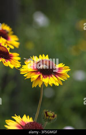 Gelbe und rote Echinacea-Kugelkopfblumen in Blüte mit Bienen, die sie bestäuben, aus der Nähe betrachtet Stockfoto