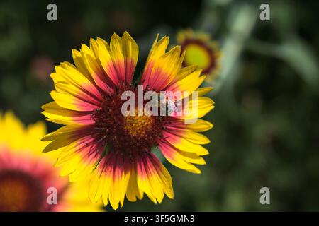 Gelbe und rote Echinacea-Kugelkopfblumen in Blüte mit Bienen, die sie bestäuben, aus der Nähe betrachtet Stockfoto