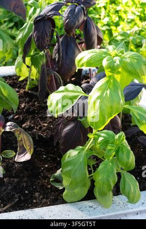 Vertikale Ansicht von leuchtend grünen und dunkelvioletten Basilikumpflanzen, die in einem Bodenbehälter wachsen. Ideal für kulinarische Fotografie, Gartenthemen und frische h Stockfoto