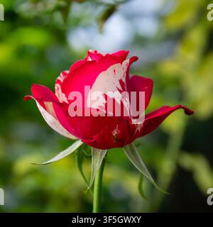 Nahaufnahme einer rot-weißen Rosenmusterblüte mit unscharfem Hintergrund Stockfoto