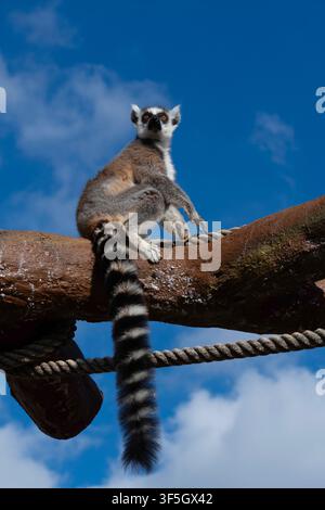 Ringelschwanzlemur (Lemur catta) frisst Obst Stockfoto