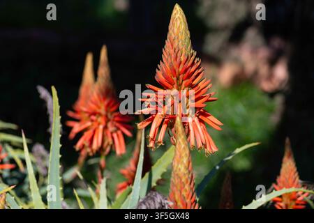 Aloe-Vera-Blüten Nahaufnahme im Hausgarten Stockfoto