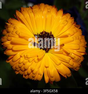 Calendula officinalis (Ringelblume, gemeine Ringelblume, Rötelblume, Mariengold oder schottische Ringelblume) Blüte Nahaufnahme vor dunklem Hintergrund Stockfoto