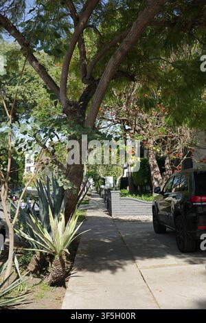 Rot-oranger blühender Straßenbaum über einer Wohnstraße mit geparktem Lastwagen, Los Angeles Stockfoto