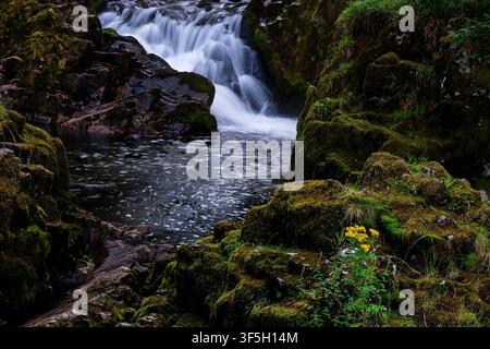 Wasserfall stürzt in ein dunkles felsiges Becken mit Wildblumen, die auf Moos in Rhaeadr Cymerau wachsen Stockfoto