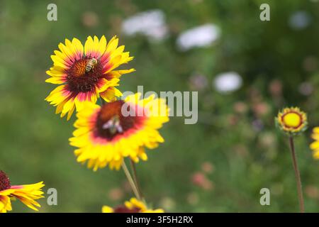 Gelbe und rote Echinacea-Kugelkopfblumen in Blüte mit Bienen, die sie bestäuben, aus der Nähe betrachtet Stockfoto