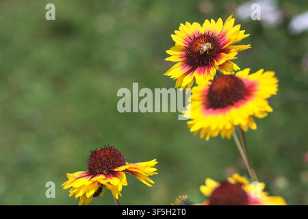 Gelbe und rote Echinacea-Kugelkopfblumen in Blüte mit Bienen, die sie bestäuben, aus der Nähe betrachtet Stockfoto
