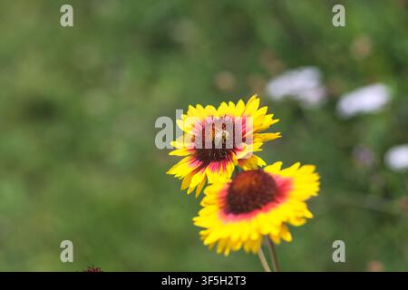 Gelbe und rote Echinacea-Kugelkopfblumen in Blüte mit Bienen, die sie bestäuben, aus der Nähe betrachtet Stockfoto