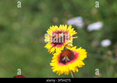 Gelbe und rote Echinacea-Kugelkopfblumen in Blüte mit Bienen, die sie bestäuben, aus der Nähe betrachtet Stockfoto