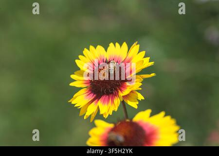 Gelbe und rote Echinacea-Kugelkopfblumen in Blüte mit Bienen, die sie bestäuben, aus der Nähe betrachtet Stockfoto