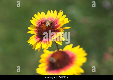 Gelbe und rote Echinacea-Kugelkopfblumen in Blüte mit Bienen, die sie bestäuben, aus der Nähe betrachtet Stockfoto