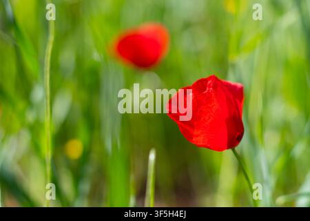 Mohn (Papaver rhoeas) blüht im grünen Feld Stockfoto