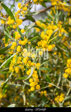 Akazie pycnantha (goldene Wasserfalle) im Detail der Blüte Stockfoto