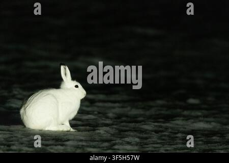 Bergkaninchen (Lepus timidus) in der Nacht auf der Varanger-Halbinsel, Norwegen Stockfoto