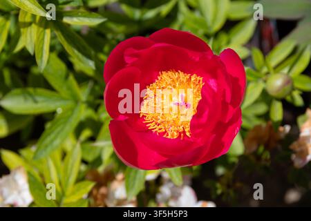 Paeonia rote und gelbe Blume im Hausgarten Stockfoto