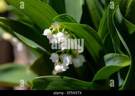Nahaufnahme von Maiglöckchen (Convallaria majalis) Stockfoto