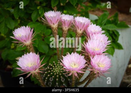 Easter Lily Kaktus mit Blumen in voller Blüte (Echinopsis oxygona) Stockfoto