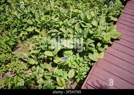 Sanmaneul, koreanischer Bergknoblauch (Allium victorialis), mit breiten Blättern und Blütenknospen, ein Wildgemüse, das in der traditionellen koreanischen Küche verwendet wird. Stockfoto