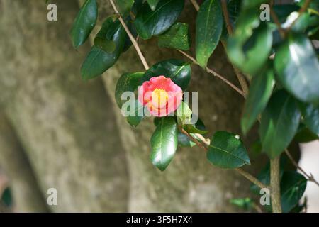 Eine lebhaft rosa-rote Kamelienblüte, die zwischen dunkelgrünen Blättern blüht, eine geliebte Winter- und Frühjahrsblume in Korea. Stockfoto