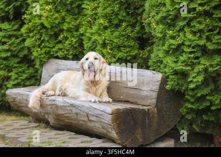 Golden Retriever liegt auf einer rustikalen Holzbank, umgeben von üppigen grünen Thujabäumen in einem gestalteten Garten. Glücklicher Hund mit herausgestreckter Zunge entspannt sich im Freien Stockfoto