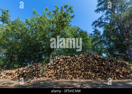 Ein breiter Haufen geernteter Holzstämme liegt am Rand eines üppigen grünen Waldes unter einem lebendigen blauen Himmel in Zentralportugal. Stockfoto