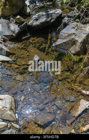 Kristallklares Bergwasser fließt über felsige Schiefersteine in einem sonnenbeschienenen Waldbachbett in Zentralportugal. Stockfoto