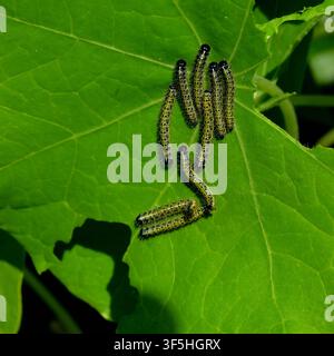 Nahaufnahme einer Gruppe von Raupen des Weißkohlfliegers, die an Blatt und Stängel von Kapuzinerkresse fressen. Stockfoto