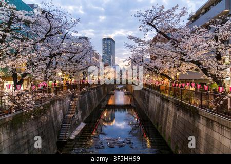 Menschen genießen die abendlichen Frühlings-Kirschblütenbäume entlang des Meguro-Flusses in Nakameguro. Einer der besten Kirschblütenorte in Tokio. Stockfoto