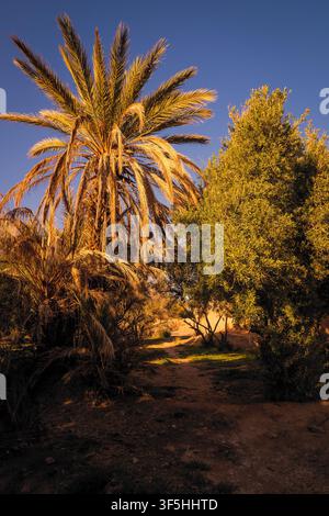 Schöne, malerische Aussicht auf einen Fußweg durch die Palmeraie der Skoura-Oase in Marokko Stockfoto