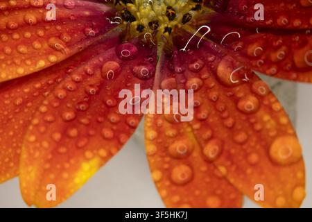Buntes Blumenbeet im Siegener Schlossgarten in äußerster Nähe Stockfoto