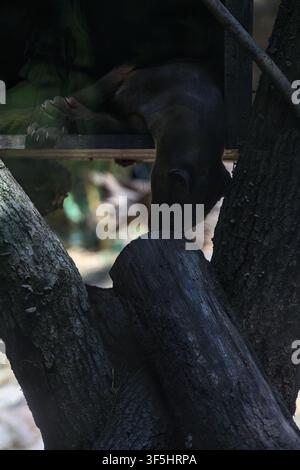 Fossa cryptoprocta ferox schläft in einer Kiste in einem Zoo-Gehege Stockfoto