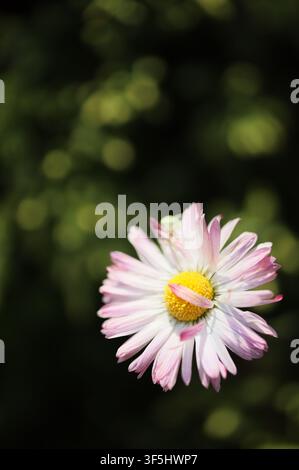 Nahaufnahme Makroansicht einer einzigen zarten rosa und weißen Gänseblümchenblüte im Garten. Fine-Art-Blumenfotografie mit geringer Schärfentiefe selektiv Stockfoto