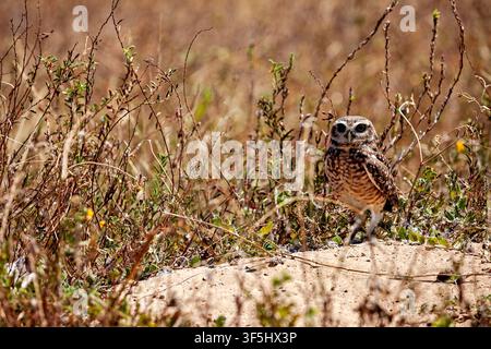 Eine Kaninchen-Eule, auch bekannt als Kaninchenohreule oder Höhleneule (Athene cunicularia), in der Caatinga in Brasilien Stockfoto
