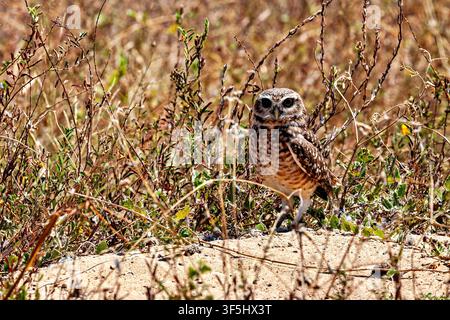 Eine Kaninchen-Eule, auch bekannt als Kaninchenohreule oder Höhleneule (Athene cunicularia), in der Caatinga in Brasilien Stockfoto