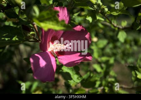 Pinkfarbener Hibiscus syriacus in Blüte an einem Ast, aus der Nähe gesehen Stockfoto